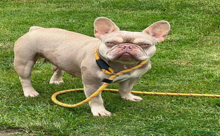 French Bulldog dogs - Advert 1