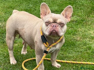 French Bulldog dogs French bulldog - Advert 6