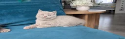 British Shorthair cats for sale: GCCF REGISTERED OUTSTANDING BRITISH SHORTHAIR  - Advert 12