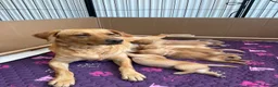 Goldador dogs for sale: 6 Beautiful Goldador Puppies - Advert 9