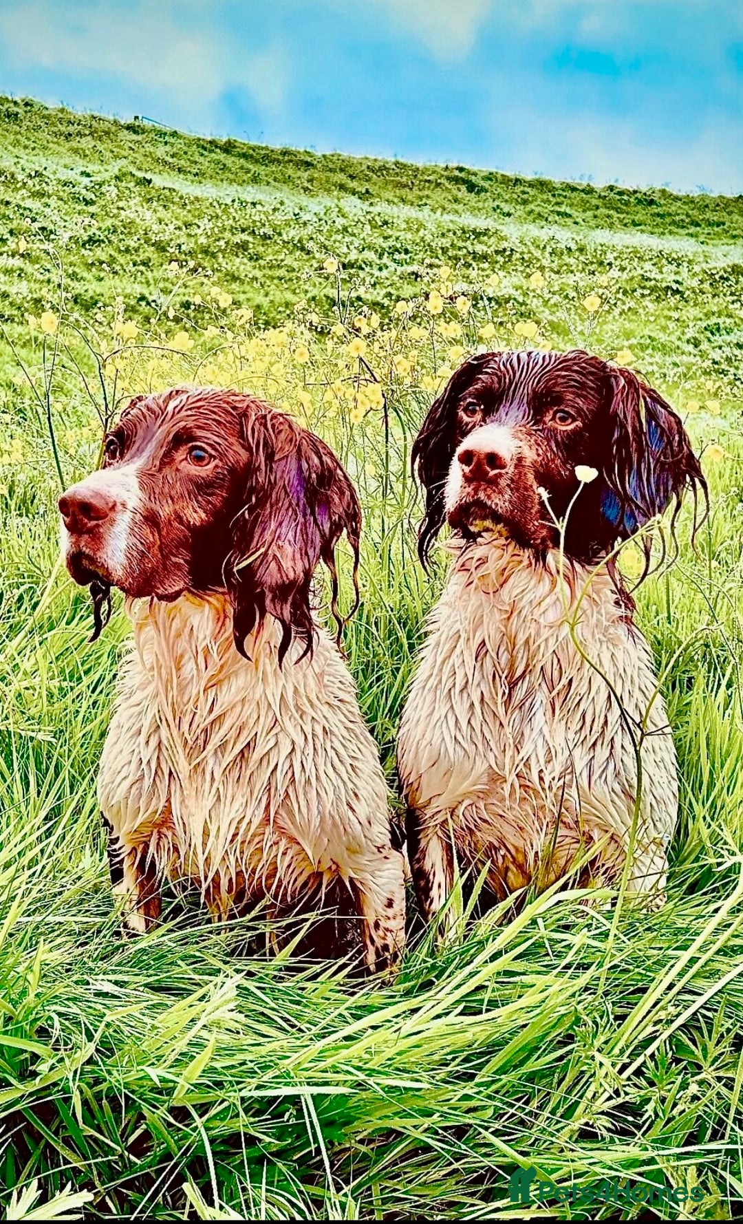 English Springer Spaniel dogs for stud: Stunning KC registered working line ESS in Lancaster - Advert 2