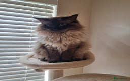 Ragdoll cats for sale: Ragdoll Kittens  - Image 10
