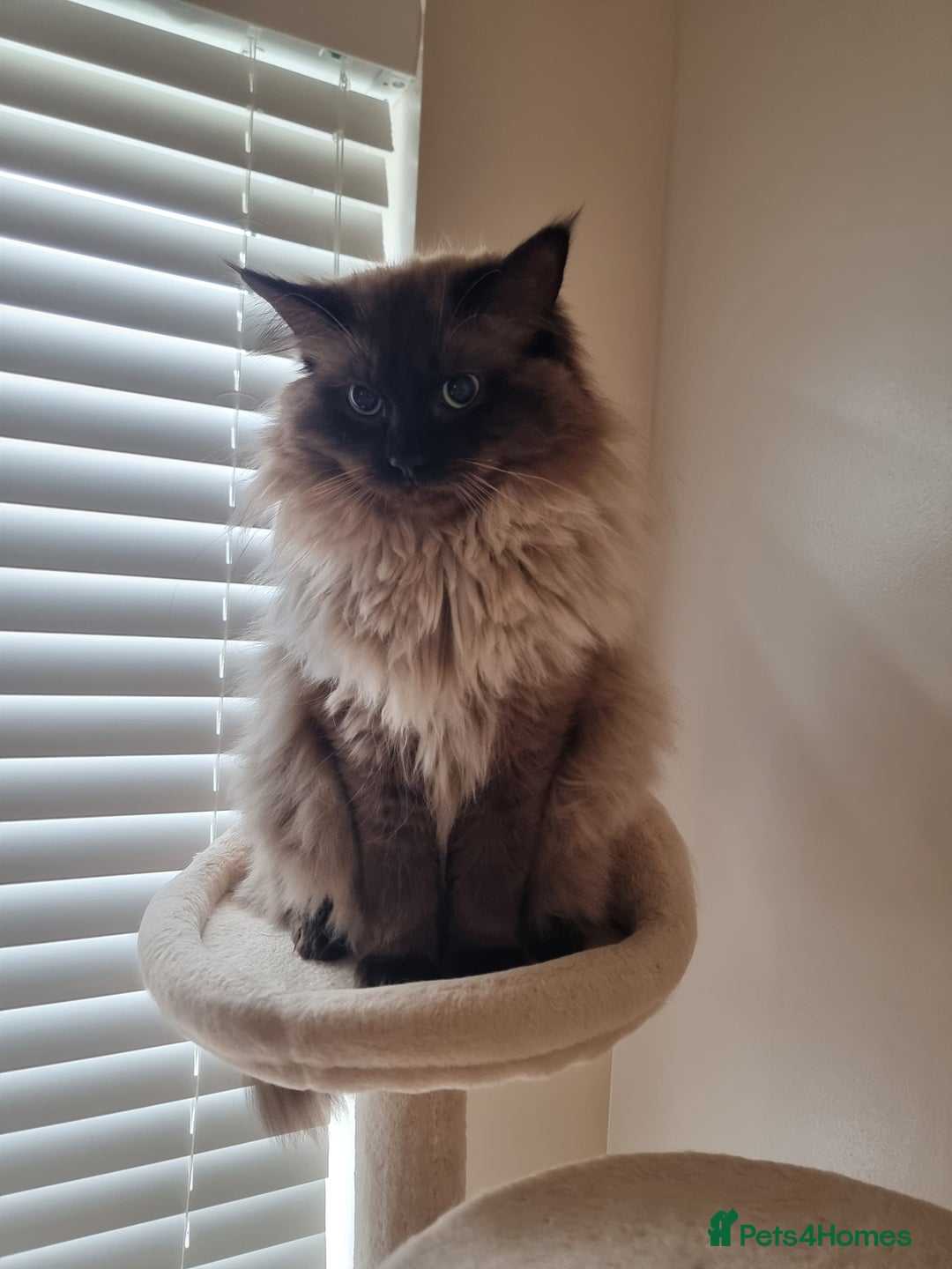 Ragdoll cats for sale: Ragdoll Kittens  - Image 10