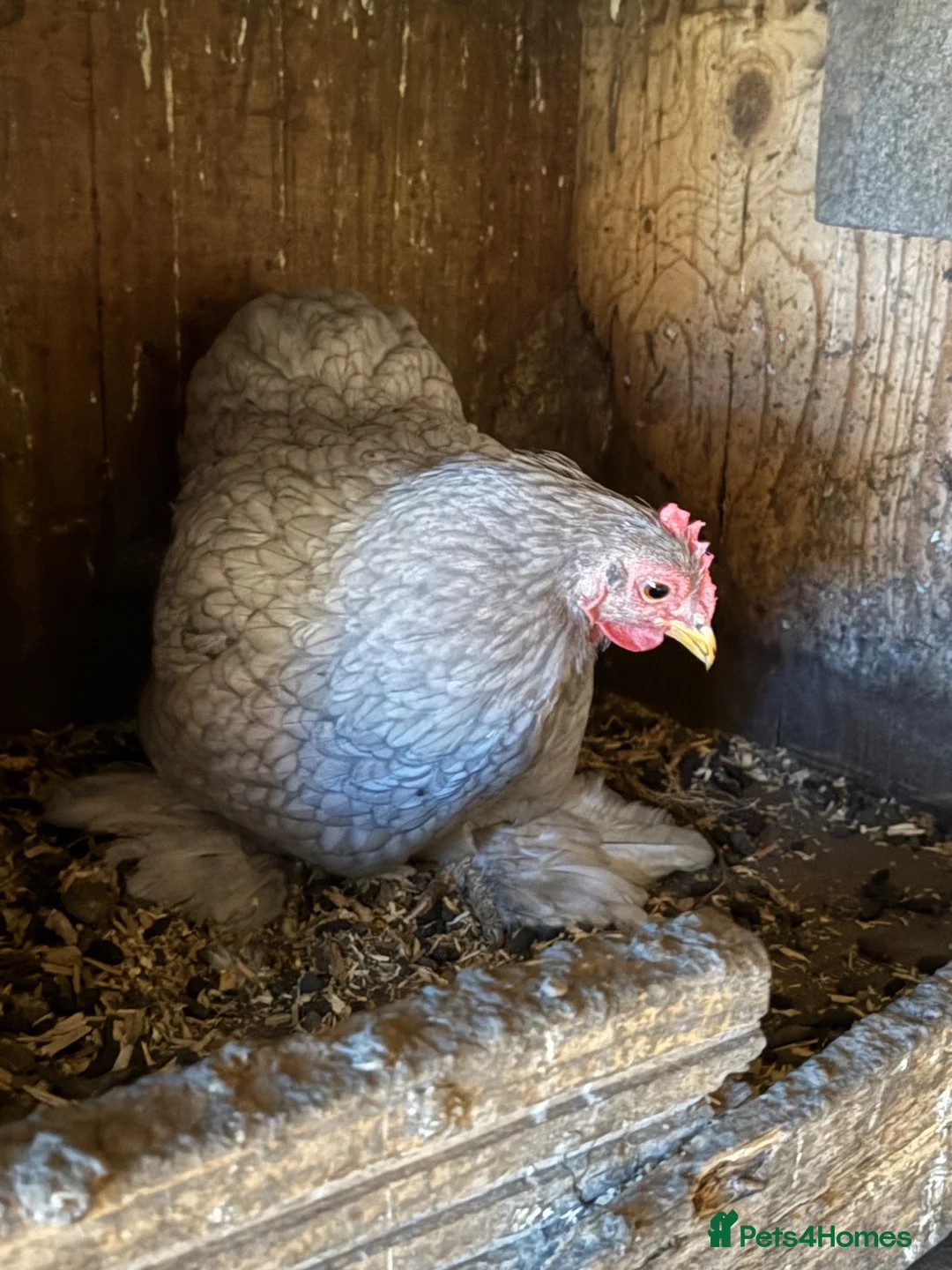 Mixed Breed poultry for sale: 3 hen with cockerel and some Muscovy duck  - Advert 2