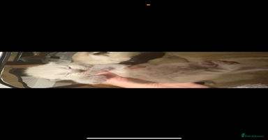 Ragdoll cats - Advert 7