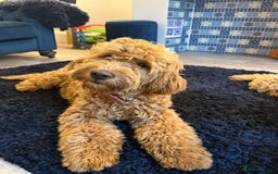 Mixed Breed dogs for sale: Female miniature Golden Doodle  - Image 8