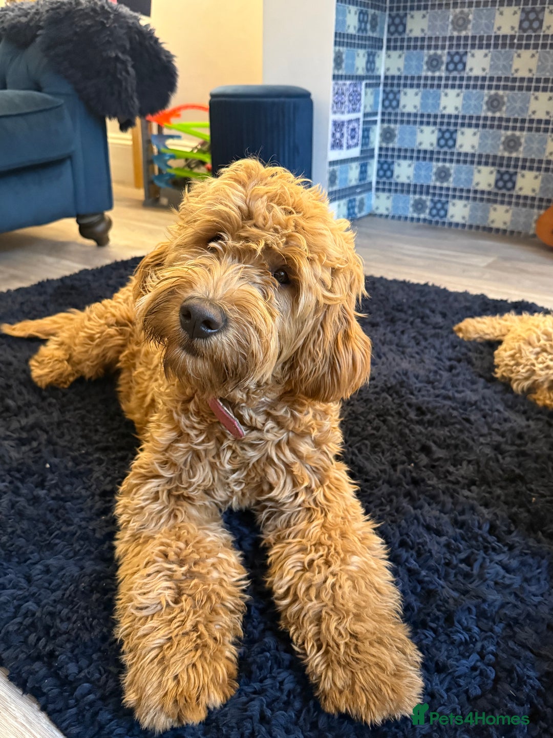 Mixed Breed dogs for sale: Female miniature Golden Doodle  - Image 8