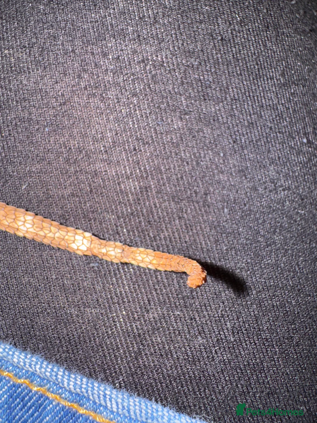 Bearded Dragon reptiles for sale: https://gofund.me/a7b816115 - Advert 7