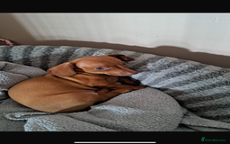 Chiweenie dogs for sale: Chiweenies for sale - Image 10