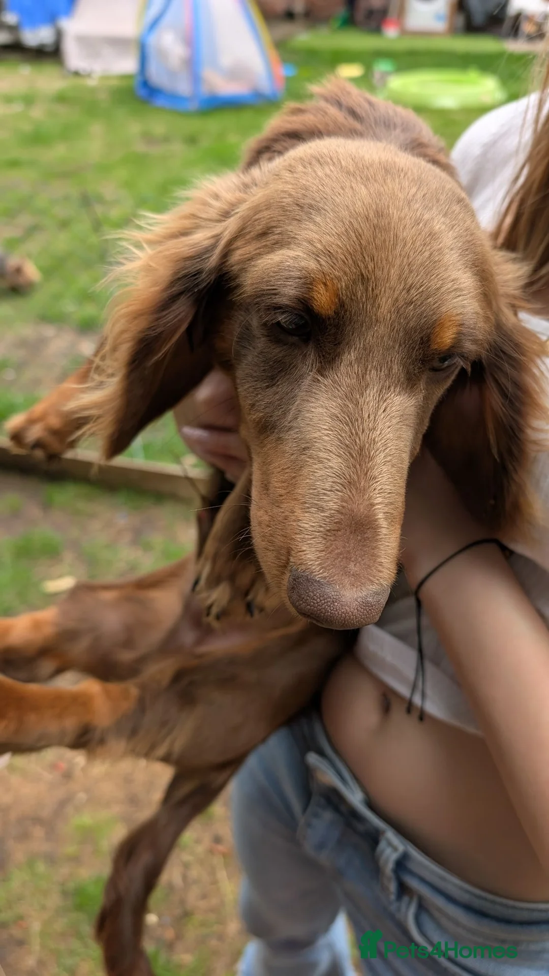 Dachshund dogs for sale: Dachshund miniature  - Advert 2