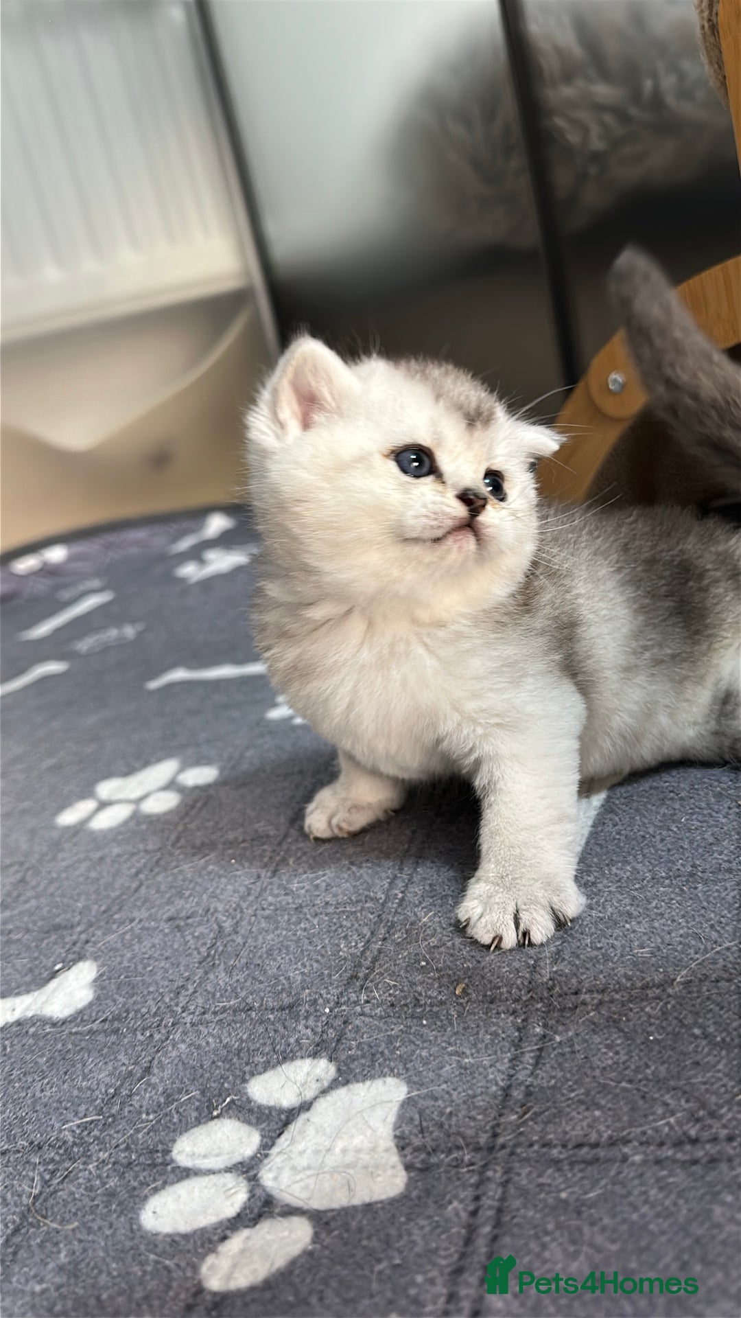 British Shorthair cats for sale: Adorable Kittens – Ready for Reservation  - Image 17