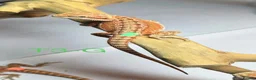 Bearded Dragon reptiles for sale: Baby Bearded Dragons available  - Advert 12