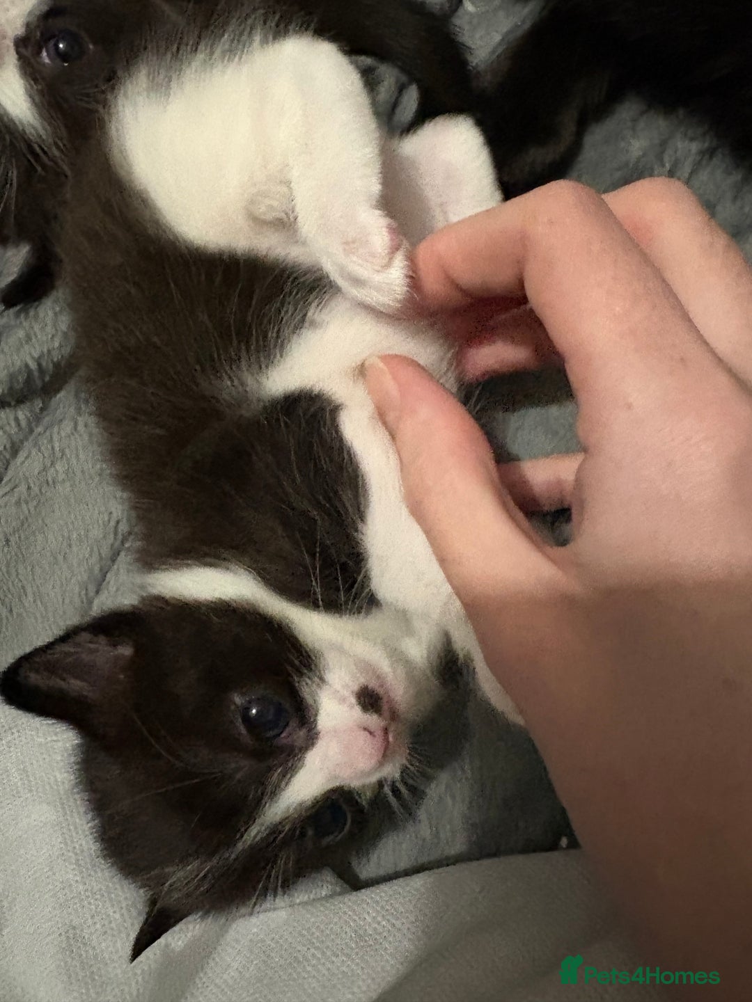 Ragdoll cats for sale:  Ragdoll X Kittens  - Advert 18