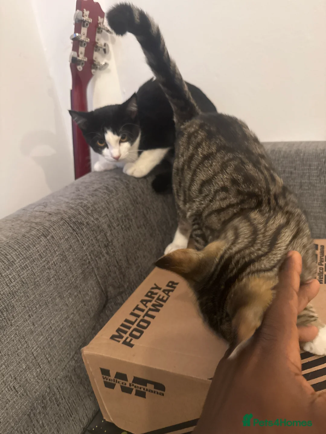 Mixed Breed cats for sale: Manny and Donny in Windsor - Advert 2