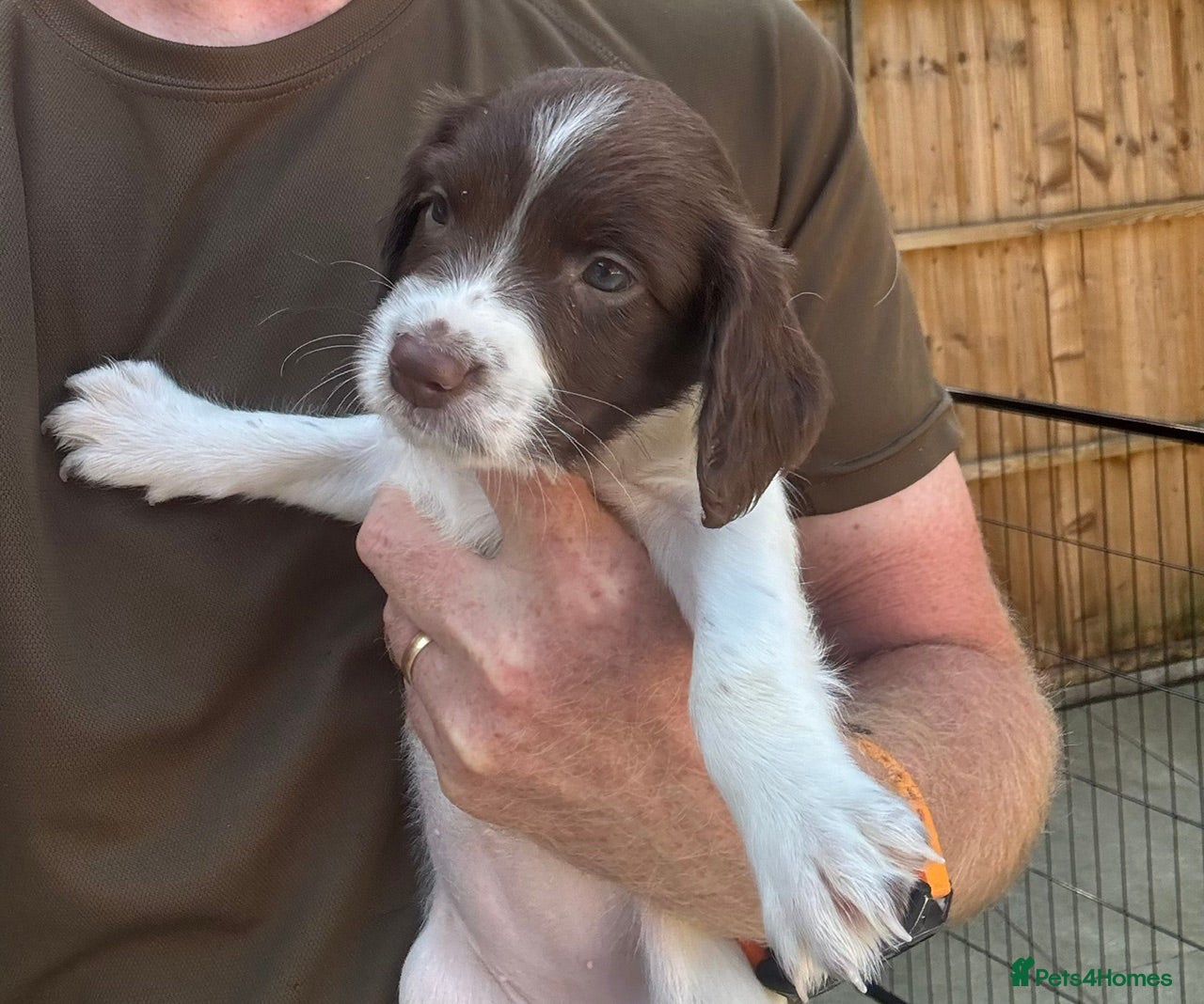 English Springer Spaniel dogs Working Springer Spaniel -1 Boy & 1 Girl available - Advert 2