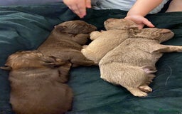 French Bulldog dogs for sale: Amazing Fluffy French bulldogs  - Advert 12