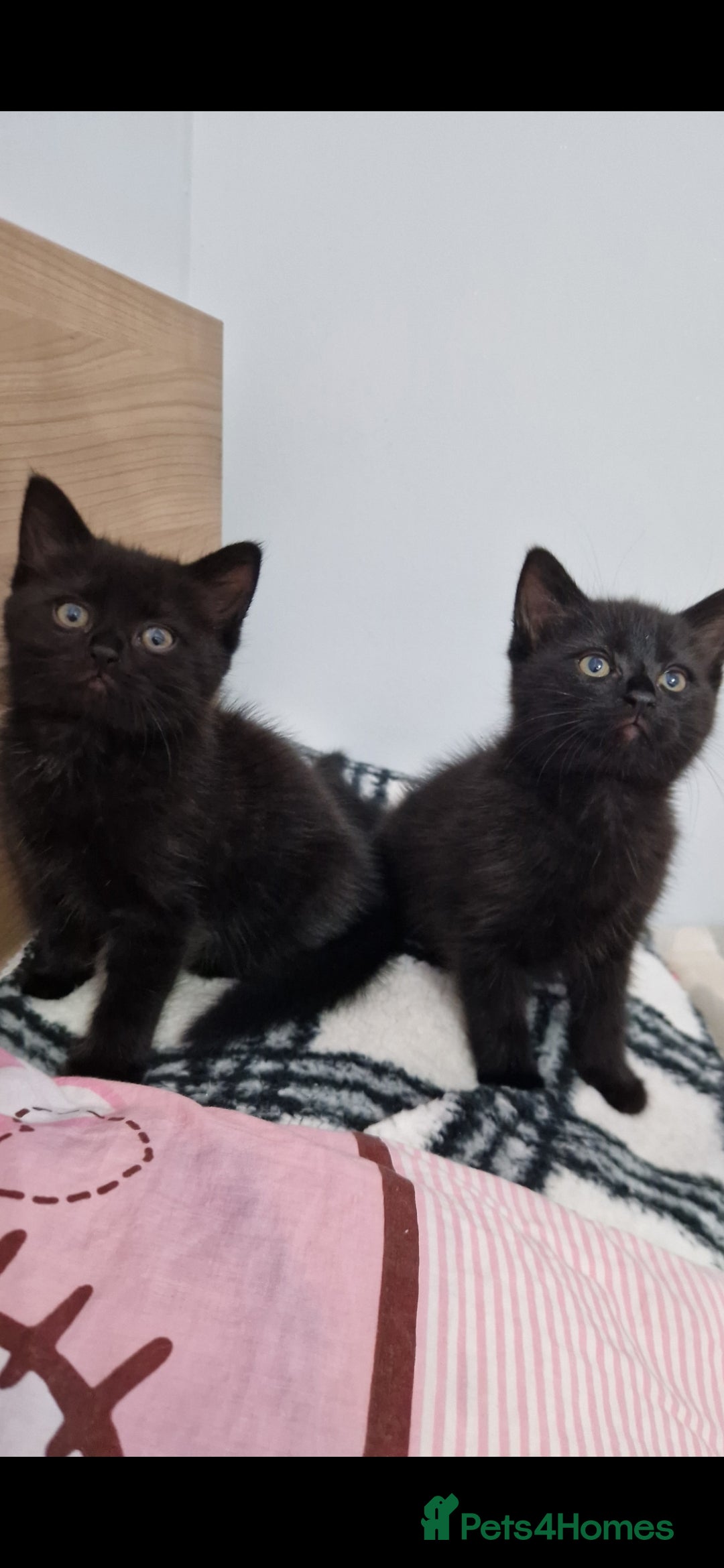 Mixed Breed cats for sale: Kittens - Advert 8