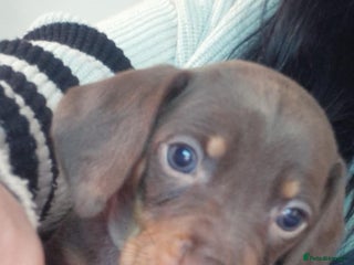 Mixed Breed dogs Last chocolate and tan girl £1500 - Advert 1