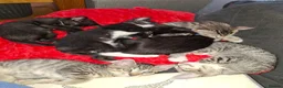 Mixed Breed cats for sale: Gorgeous half siamese kittens - Advert 10