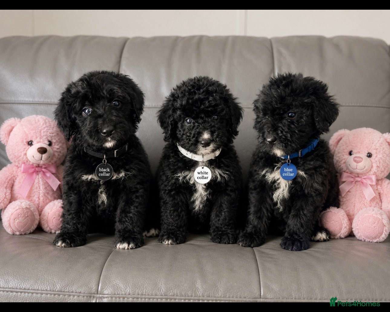 Bernedoodle dogs standard F1 Bernadoodles 1 tri boy 4 b/w girls - Advert 2