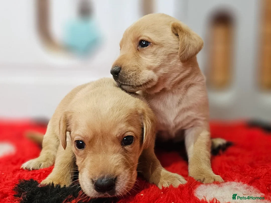 Labrador Retriever dogs for sale: 7 BEAUTIFUL KCREG LABRADORS. HEALTH TESTED PARENTS - Advert 15