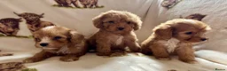 Cockapoo dogs for sale: F1 health clear cockapoo puppies  - Advert 33