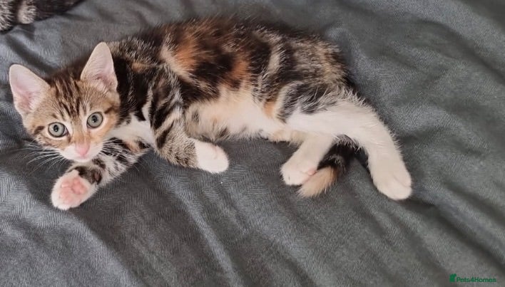 Mixed Breed cats     Female Kitten❤️ - Advert 1