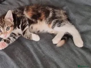 Mixed Breed cats Female Kitten❤️ - Advert 1