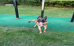 Belgian Shepherd Dog dogs for sale: Rocko  - Image 2