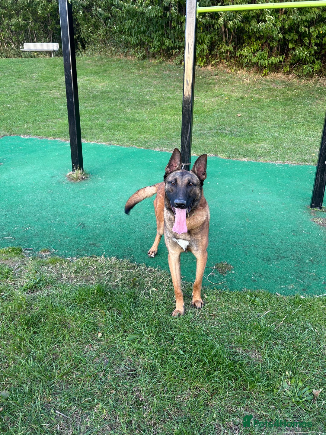 Belgian Shepherd Dog dogs for sale: Rocko  - Image 2