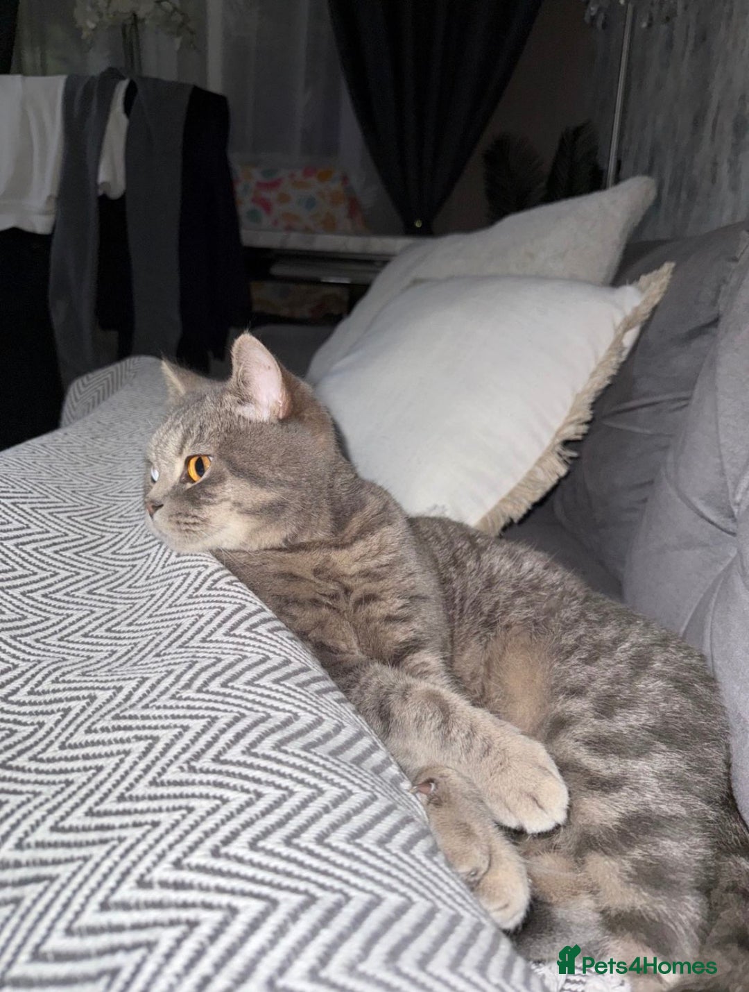 British Shorthair cats for sale: British shorthair male - Advert 2