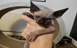 Sphynx cats for sale: Sphynx kittens  - Image 3