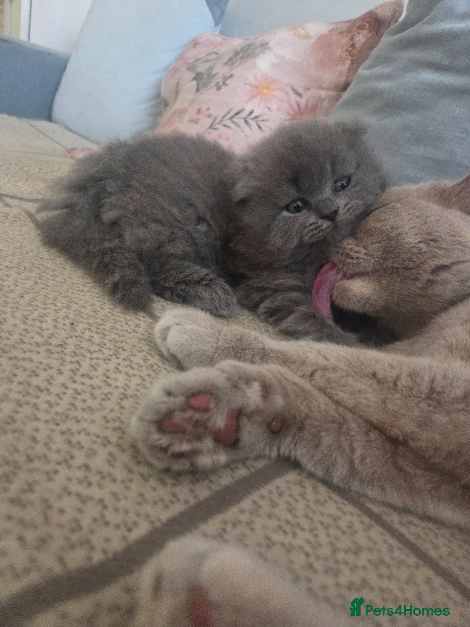 British Longhair cats for sale: Kittens blue boys and girl  in Nottingham - Advert 24