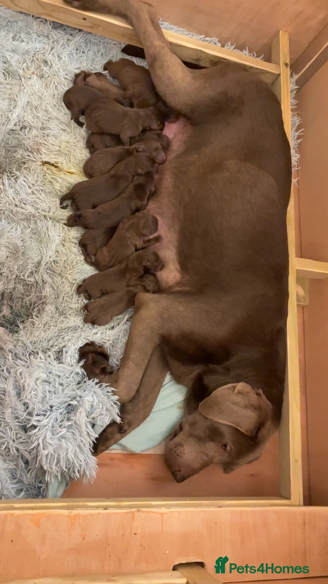 Labrador Retriever dogs for sale: ⭐️Gorgeous Kc Chocolate Labrador Puppies⭐️ - Advert 5