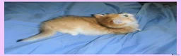 British Shorthair cats for sale: GCCF Regd Tipped British Short Hair Females - Advert 10