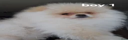 Pomeranian dogs for sale:  ✨KCRegistered ✨️ Teddy Bear Pomeranian Puppies 🐾 - Advert 6