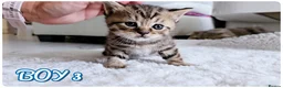 British Shorthair cats for sale: Beautiful British Shorthair Kittens – Home Raised - Advert 4