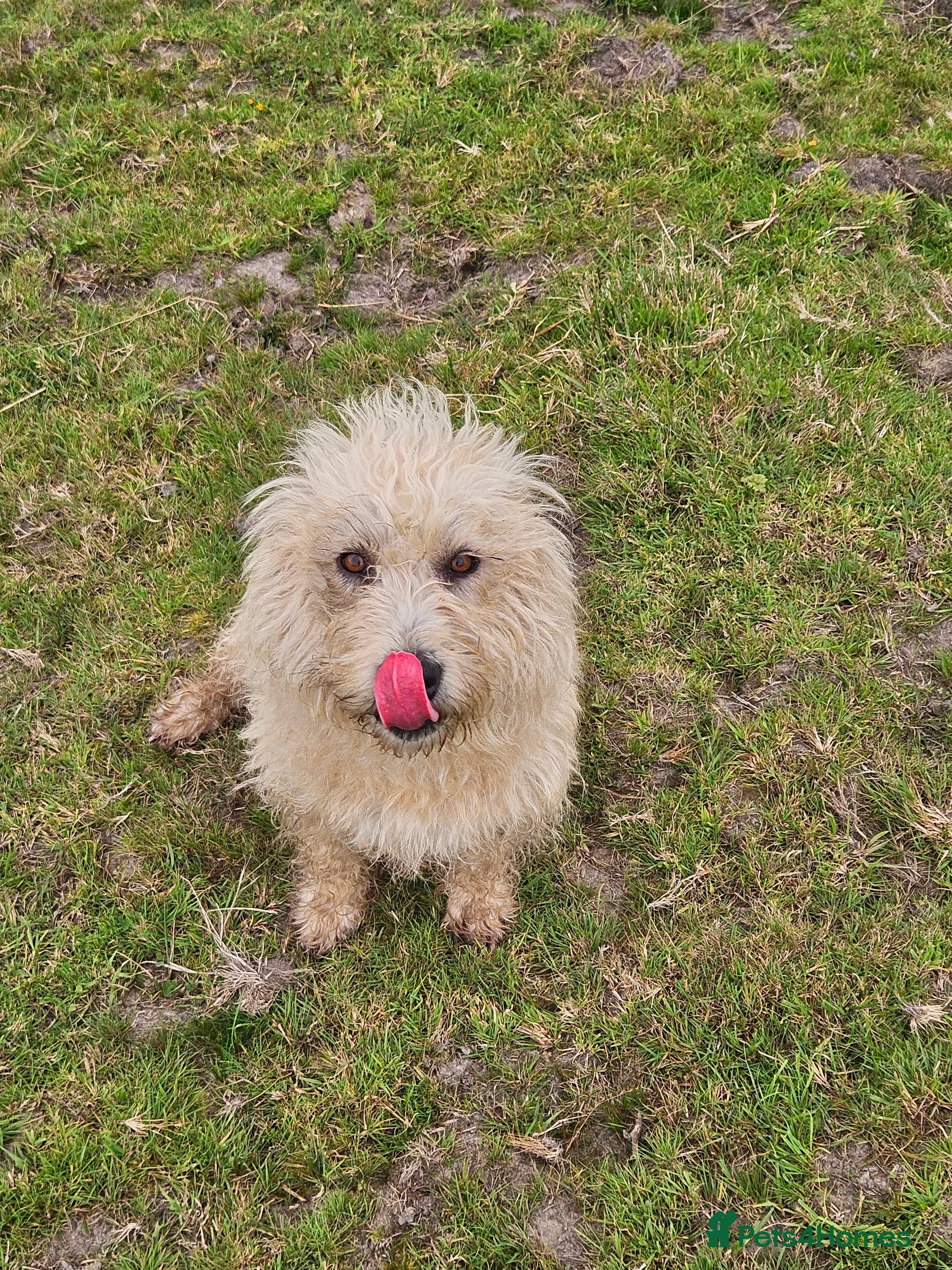 Glen of Imaal Terrier dogs Maximum dog in minimum frame! - Advert 2