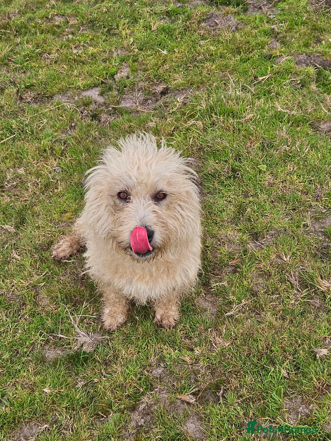 Glen of Imaal Terrier dogs for sale: Maximum dog in minimum frame! - Advert 6