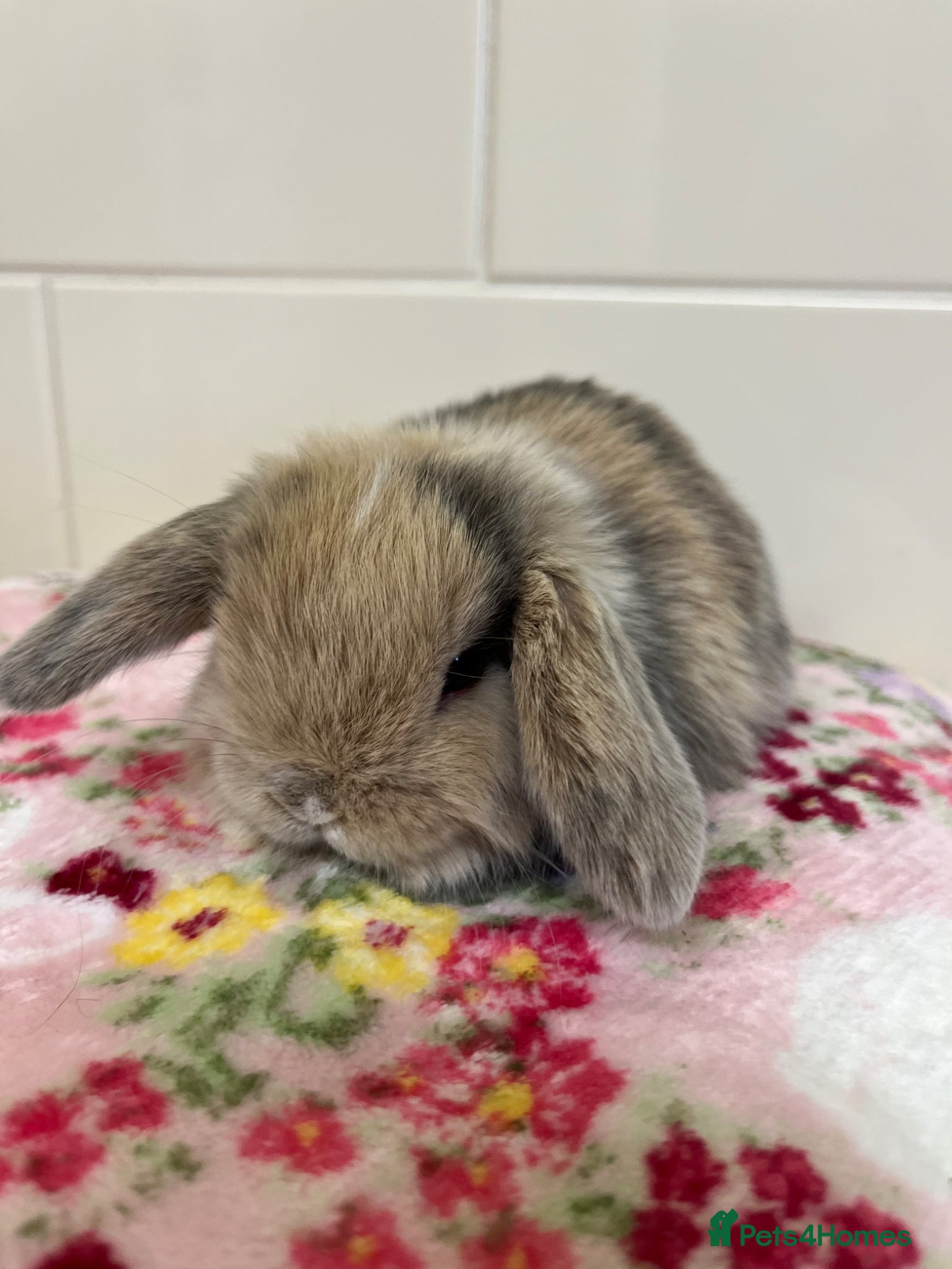 Mini Lop rabbits Beautiful litter of mini lop babies for sale  - Advert 13