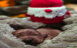 Cockapoo dogs for sale: ✨ Beautiful F2 Multi-Gen Cockapoo Puppies 4 Left - Image 25