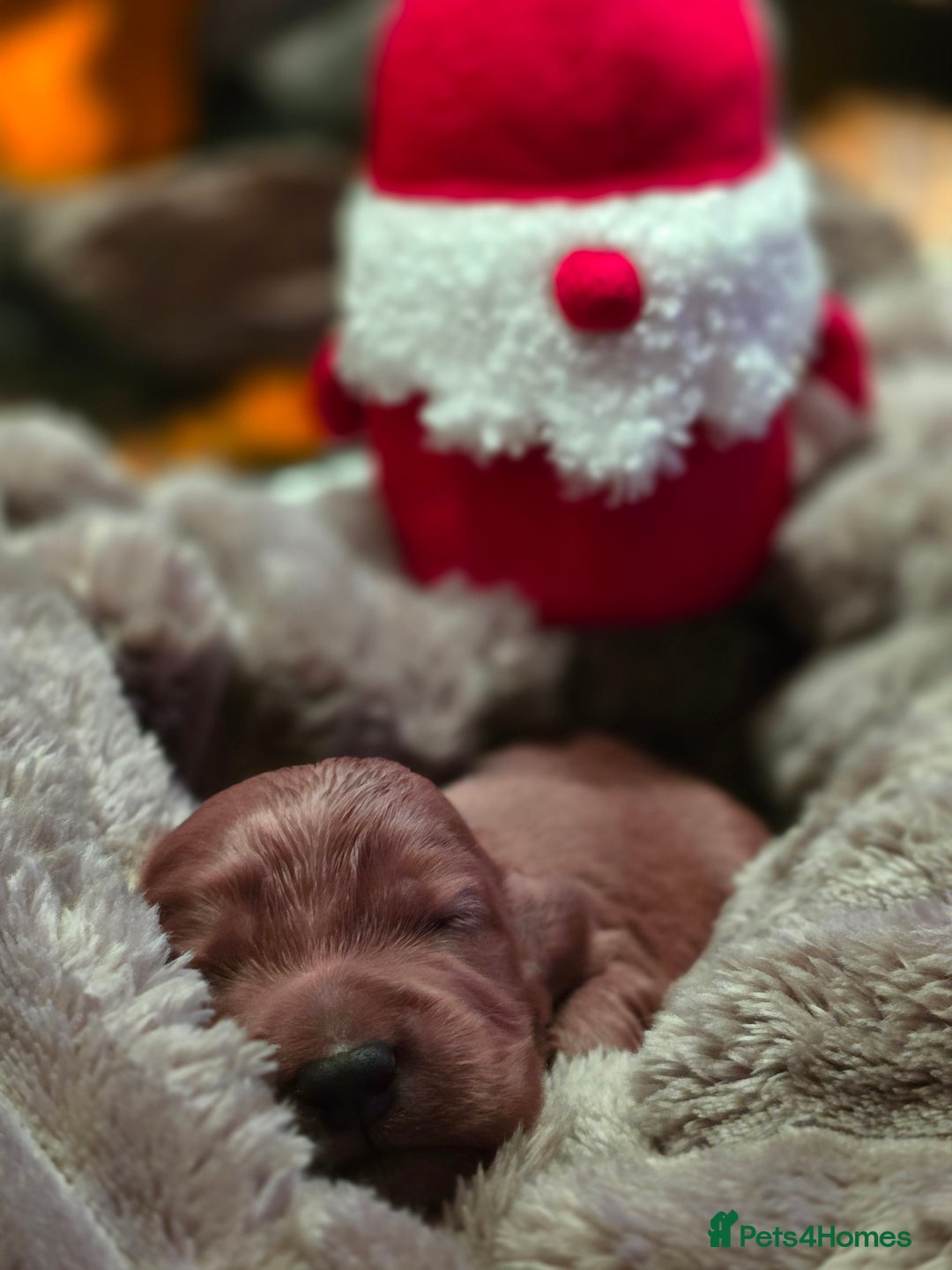 Cockapoo dogs for sale: ✨ Beautiful F2 Multi-Gen Cockapoo Puppies 4 Left - Image 25