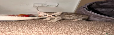 Female Bengal 1