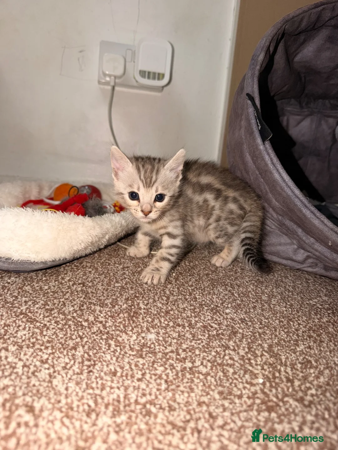 Bengal cats for sale: Stunning bengals for sell, 3 Males, 1 Female - Advert 2