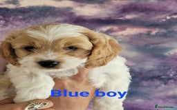 Mixed Breed dogs for sale: Gorgeous Cavapoochon Puppies - Image 6