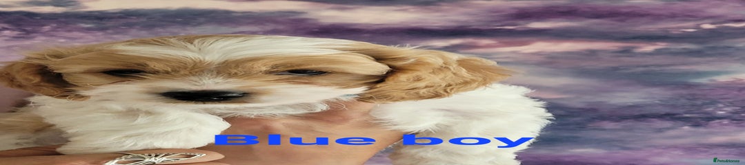 Mixed Breed Puppy 5