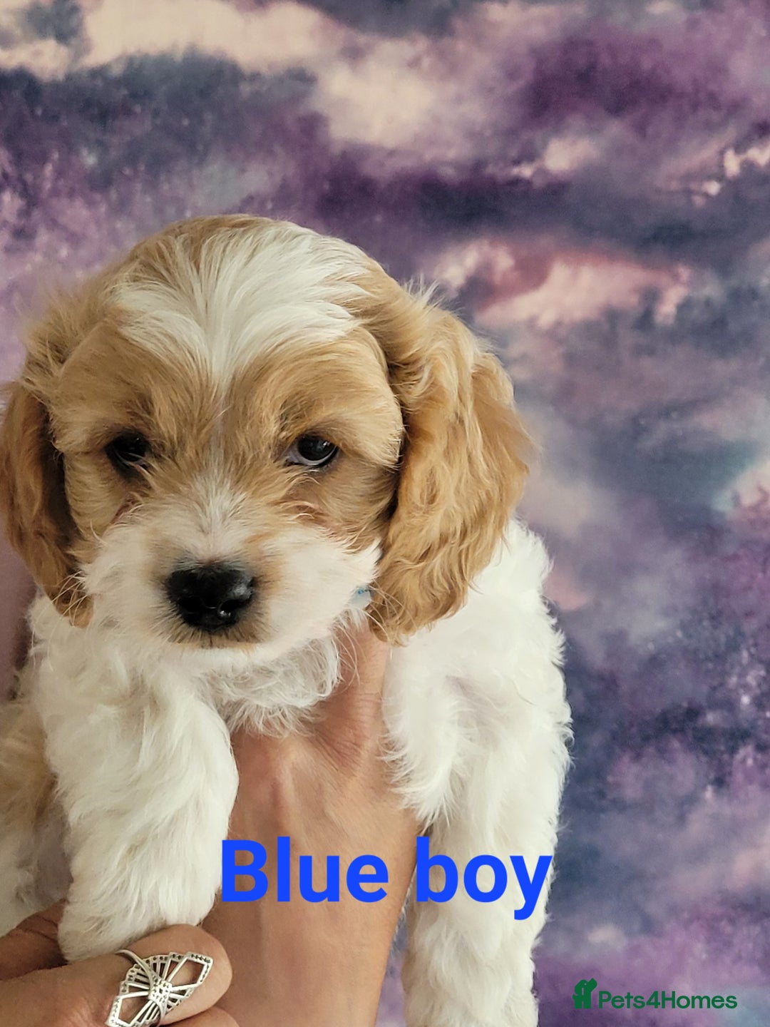 Mixed Breed dogs for sale: Gorgeous Cavapoochon Puppies - Image 6