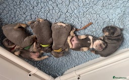 French Bulldog dogs for sale: 2 litters available from Natk9 clinic *JESUS PUPS* - Image 3