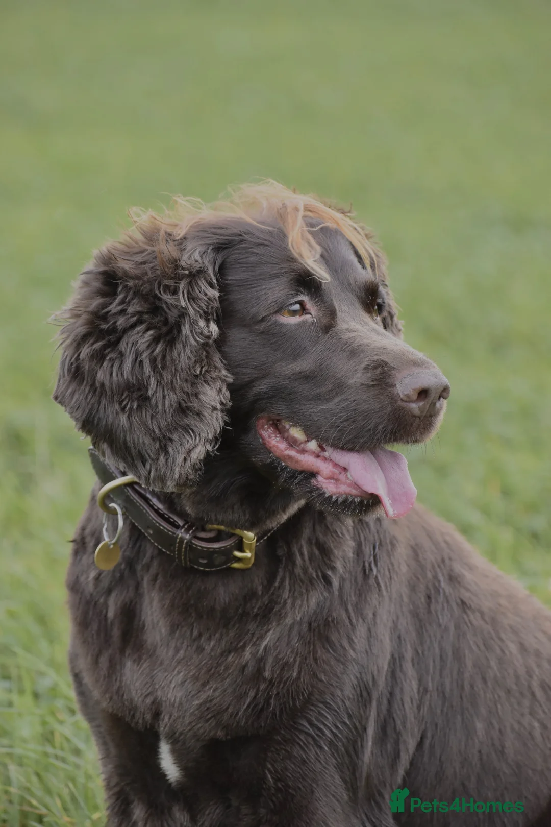 Sprocker dogs for sale: Sprocker spaniel puppies - Advert 13