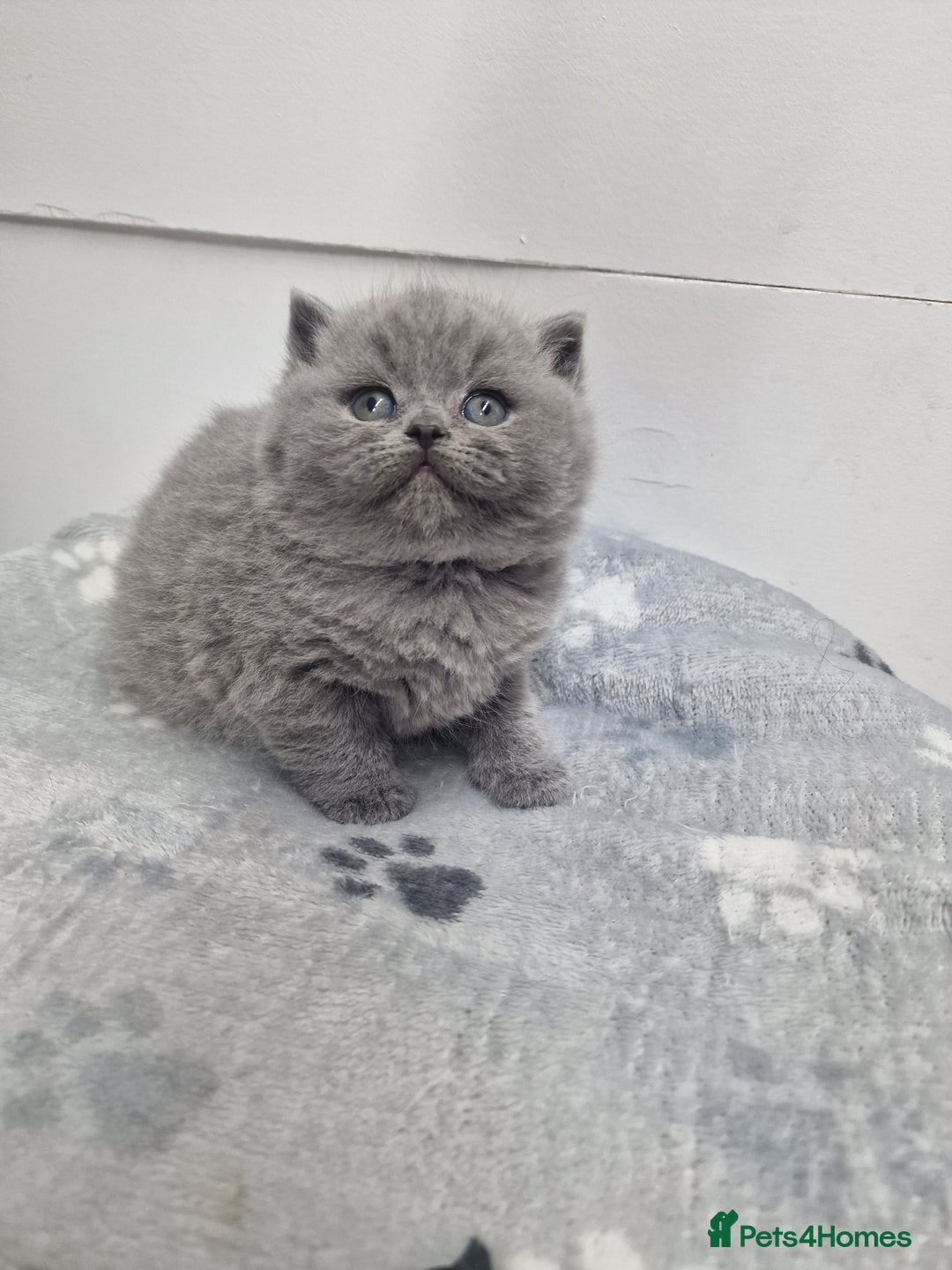 British Shorthair cats for sale: blue boy left. Chunky champion british shorthair - Advert 9